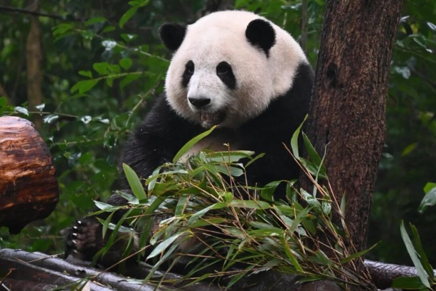 2 Days Private Chengdu Panda & Food Tour