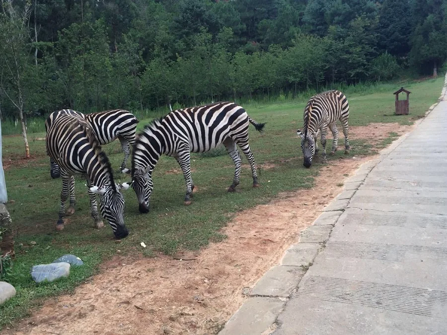 African-Tribal-Zone-yunnan-wild-animal-park-jpg African-Tribal-Zone-yunnan-wild-animal-park-jpg