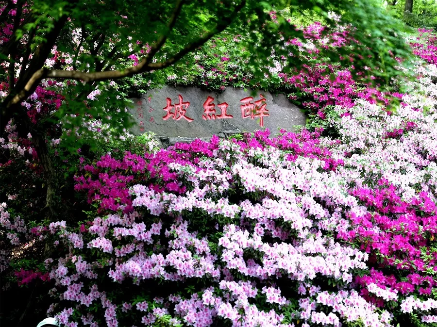 Azaleas-Garden-in-xihui-park-jpg Azaleas-Garden-in-xihui-park-jpg