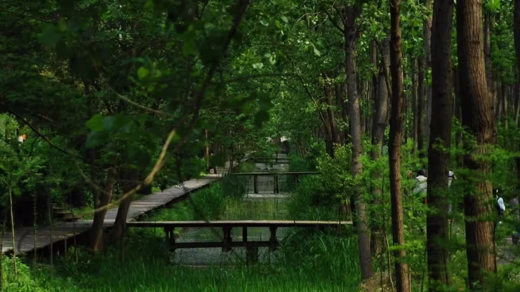 Binhu-National-Forest-Park-Hefei-1024x576.avif_