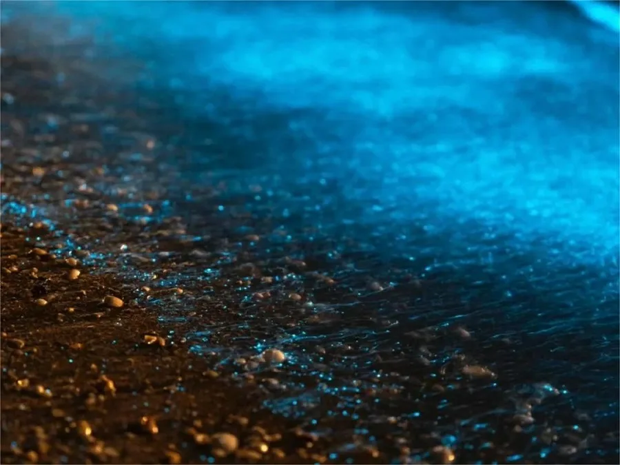 Bioluminescent-Sea-on-huaniao-island-jpg Bioluminescent-Sea-on-huaniao-island-jpg