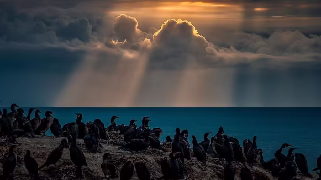 Bird-Island-of-Qinghai-Lake-1024x576.avif_-5
