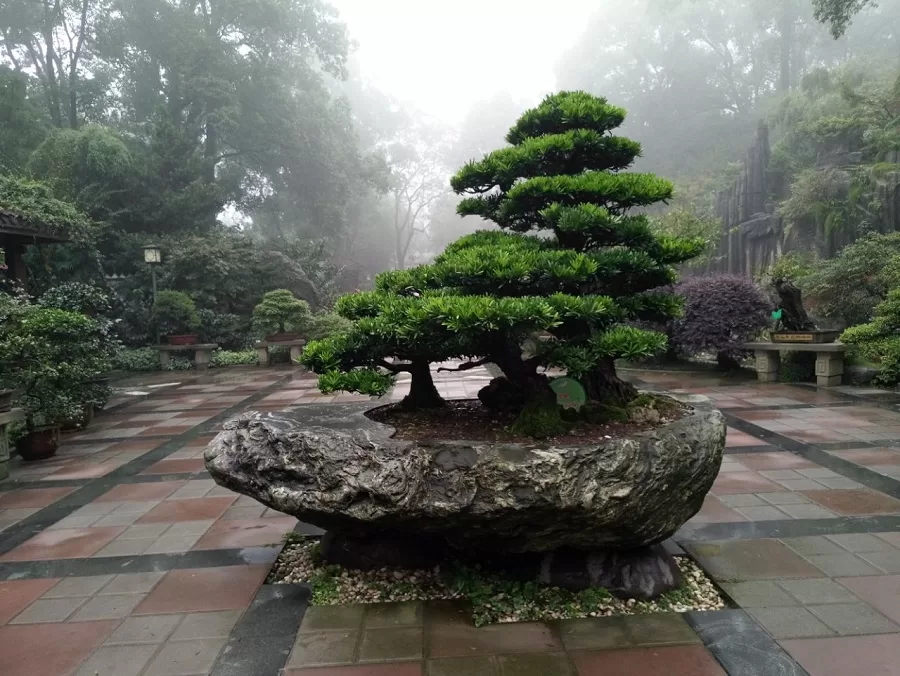 Bonsai-Garden-in-nanshan-botanical-garden-jpg Bonsai-Garden-in-nanshan-botanical-garden-jpg