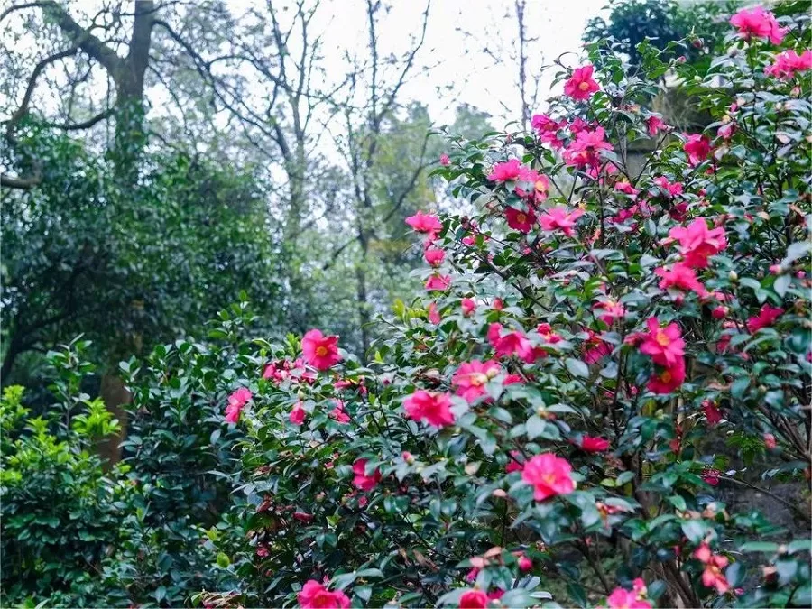 Camellia-Tea-Garden-in-nanshan-botanical-garden-jpeg Camellia-Tea-Garden-in-nanshan-botanical-garden-jpeg