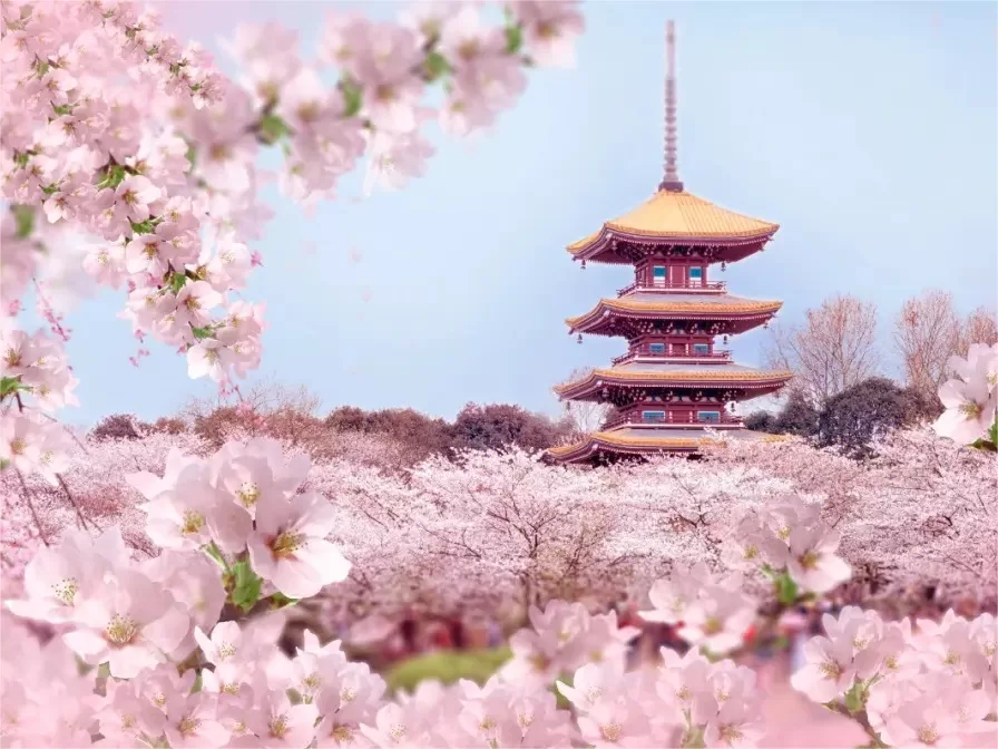 Cherry-Blossom-Garden-in-moshan-hill-scenic-area-jpg-1 Cherry-Blossom-Garden-in-moshan-hill-scenic-area-jpg-1