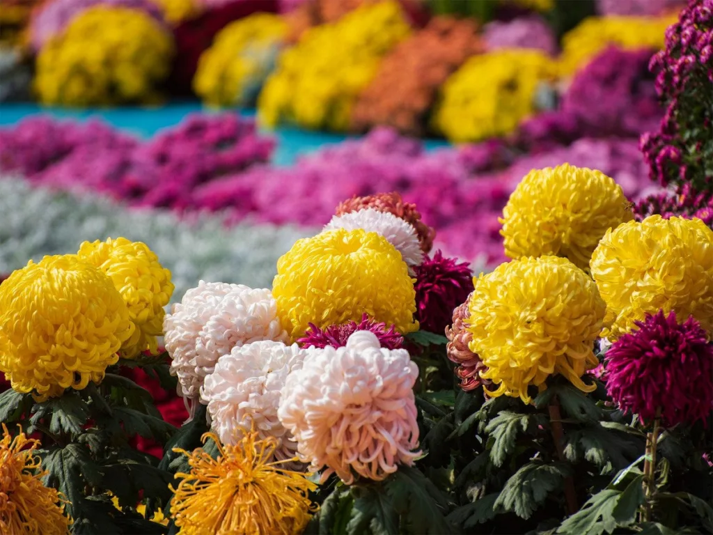 Chrysanthemum-Exhibition-in-qingdao-zhongshan-park-1024x768-1 Chrysanthemum-Exhibition-in-qingdao-zhongshan-park-1024x768-1