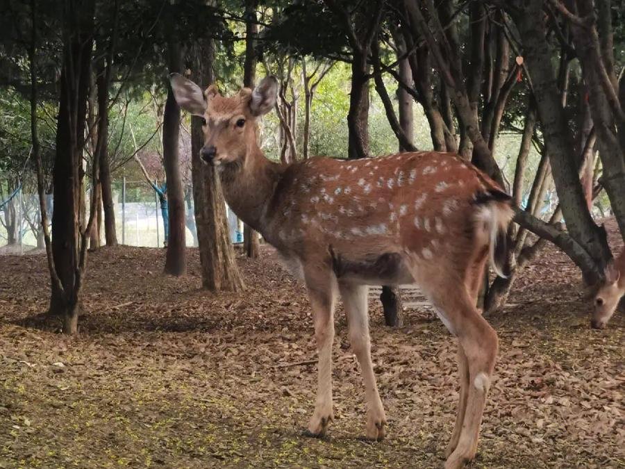 Deer-Park-Scenic-Area-in-yangma-island-yantai Deer-Park-Scenic-Area-in-yangma-island-yantai