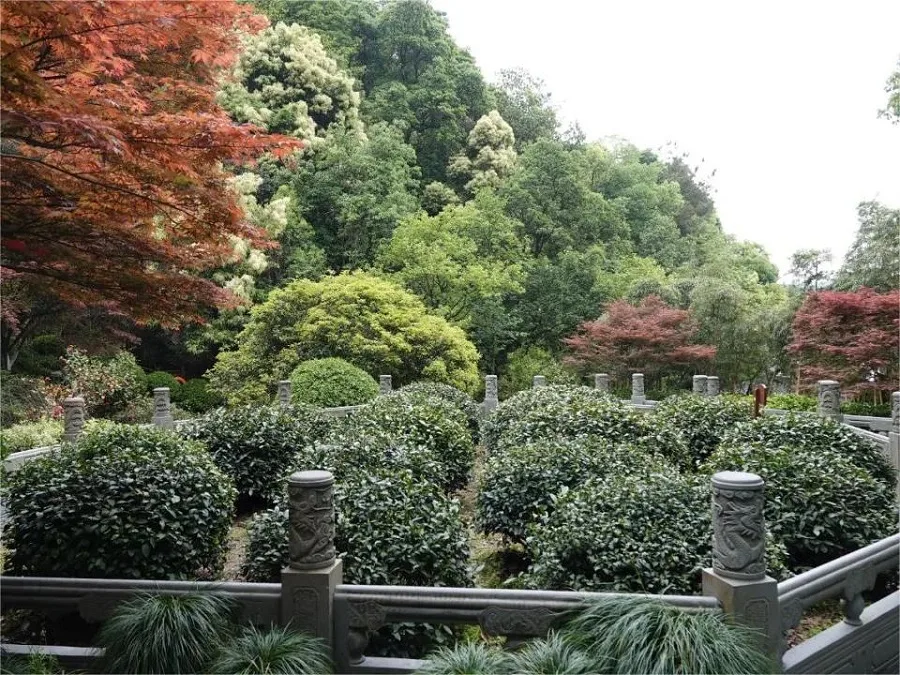 Eighteen-Royal-Tea-Trees-in-longjing-tea-village-jpeg-1 Eighteen-Royal-Tea-Trees-in-longjing-tea-village-jpeg-1