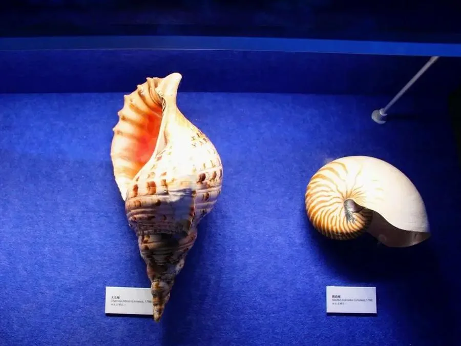 Exhibition-of-Chinese-Marine-Mollusks-in-shandong-museum-jpg Exhibition-of-Chinese-Marine-Mollusks-in-shandong-museum-jpg