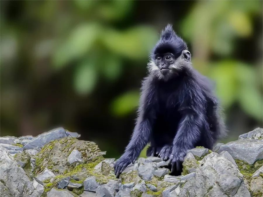 Francoiss-Leaf-Monkey-in-black-valley-chongqing-jpg Francoiss-Leaf-Monkey-in-black-valley-chongqing-jpg
