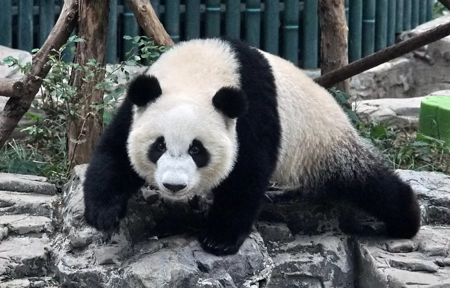 Giant-panda-in-beijing-zoo-jpg Giant-panda-in-beijing-zoo-jpg