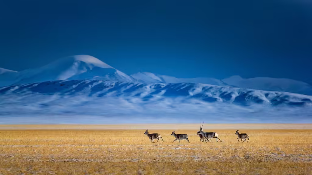 Hoh-Xil-Keke-Xili-National-Nature-Reserve-1024x576.avif_