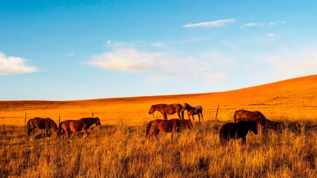 Jinyintan-Grasslands-Gold-and-Silver-Grasslands-Qinghai-1024x576.avif_-3