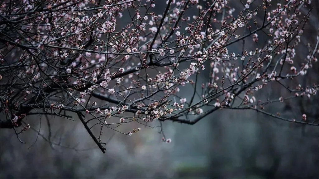 Meiyuan-Plum-Garden-in-dianshan-lake-1024x576-1 Meiyuan-Plum-Garden-in-dianshan-lake-1024x576-1