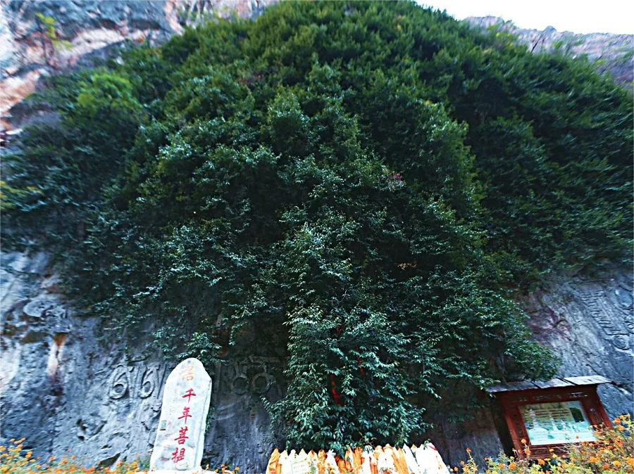 Millennium-Bodhi-Tree-in-balagezong-scenic-area-jpg Millennium-Bodhi-Tree-in-balagezong-scenic-area-jpg