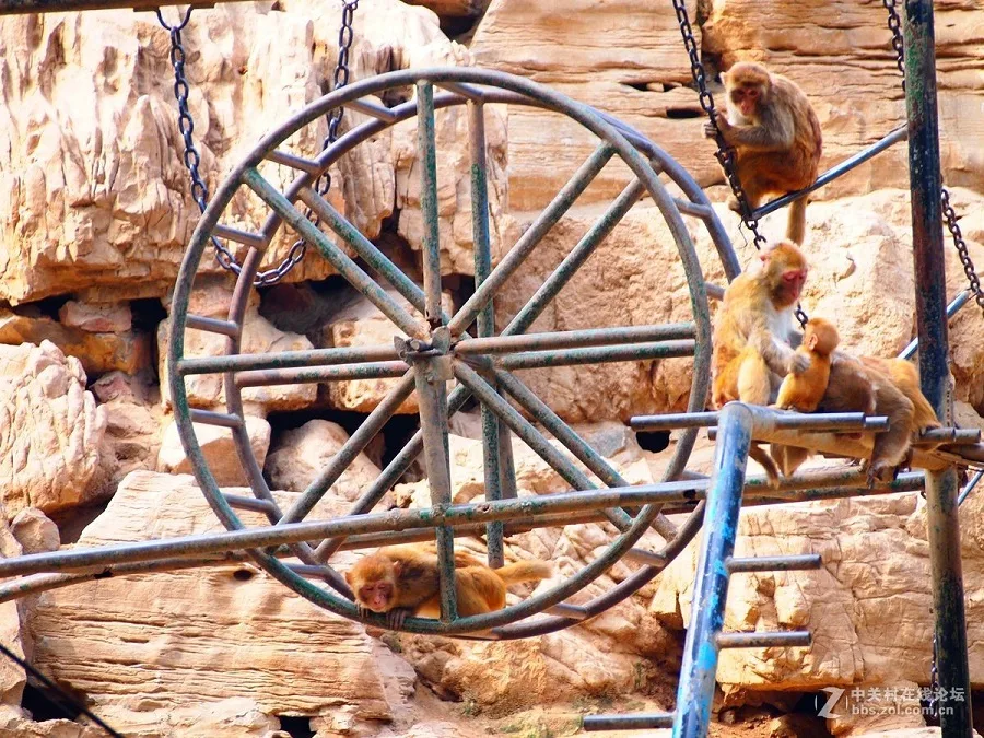 Monkey-mountain-in-zhengzhou-zoo-jpg Monkey-mountain-in-zhengzhou-zoo-jpg