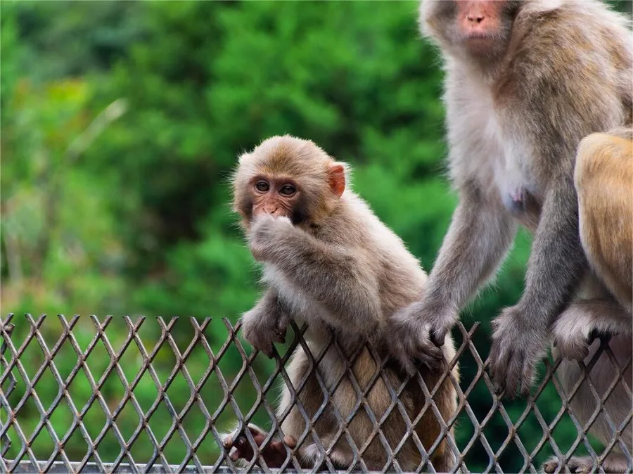 Monkey-valley-in-yuntain-mountain-jiaozuo-jpg Monkey-valley-in-yuntain-mountain-jiaozuo-jpg