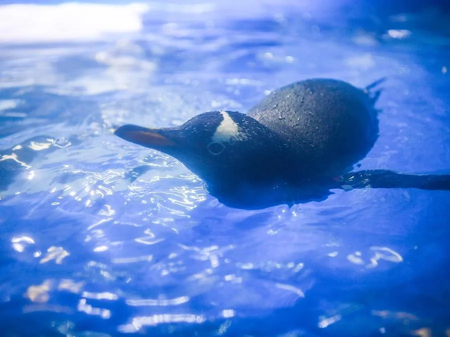 Penguin-Freshwater-Fish-Pavilion-in-xiamen-underwater-world-jpg Penguin-Freshwater-Fish-Pavilion-in-xiamen-underwater-world-jpg