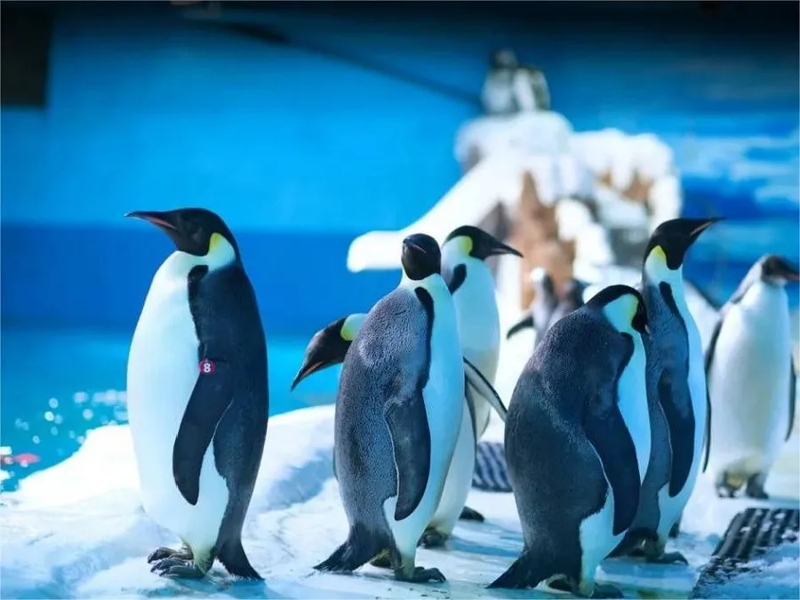 Qingdao-Polar-Ocean-World-jpg Qingdao-Polar-Ocean-World-jpg
