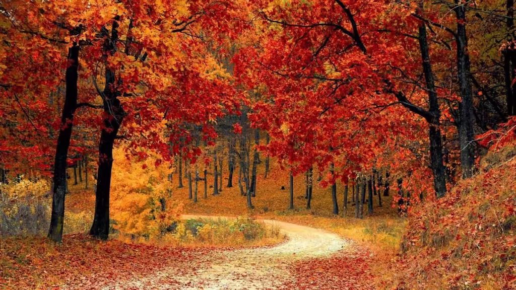 Red-Leaf-Valley-Jilin-1024x576.avif_-1