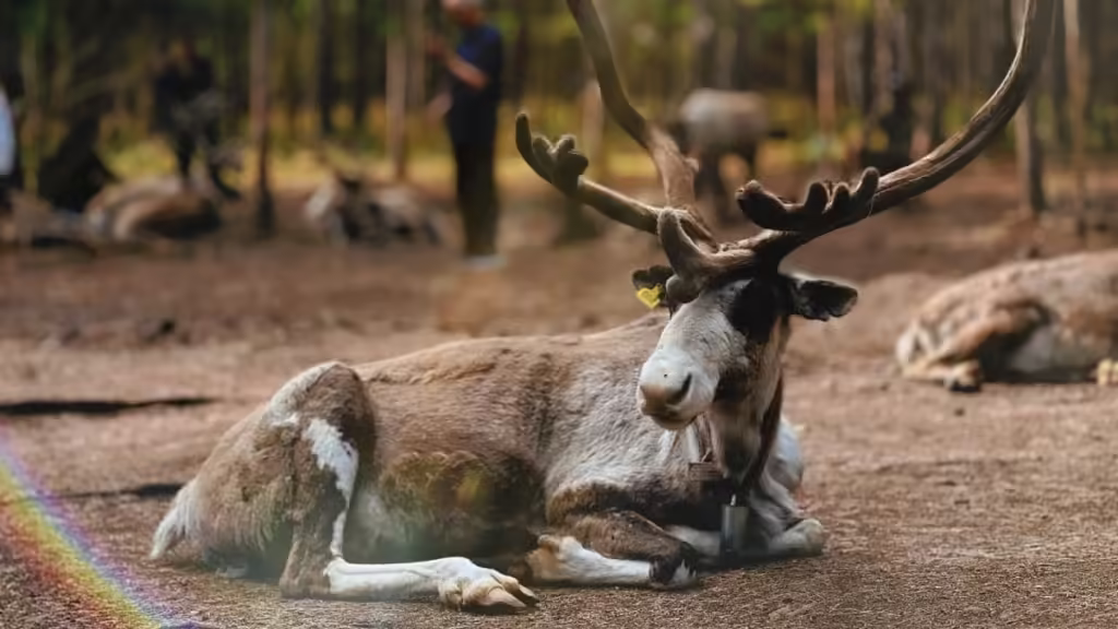 Reindeer-Park-Hulunbuir-1024x576.avif_