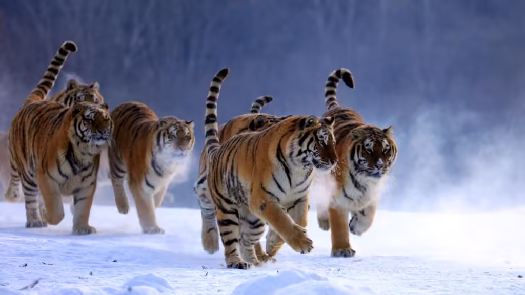 Siberian-Tiger-Forest-Park-Hengdaohezi-Town-1024x576.avif_