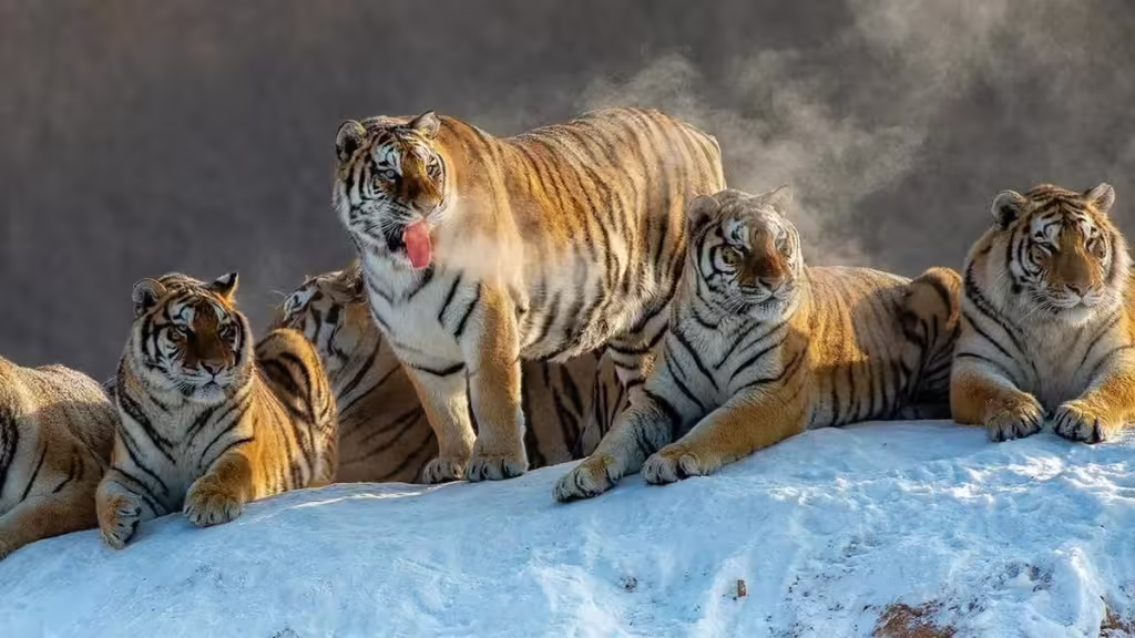 Siberian-Tiger-Park-Harbin-1024x576.avif_