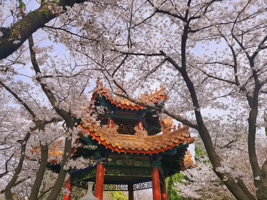 Sino-Japanese-Friendship-Cherry-Blossom-Forest-in-pengzu-garden-jpg Sino-Japanese-Friendship-Cherry-Blossom-Forest-in-pengzu-garden-jpg