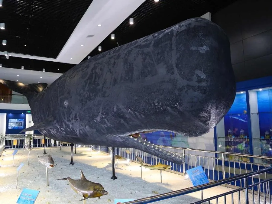 Sperm-Whale-Specimen-Museum-in-xiamen-underwater-world-jpg Sperm-Whale-Specimen-Museum-in-xiamen-underwater-world-jpg