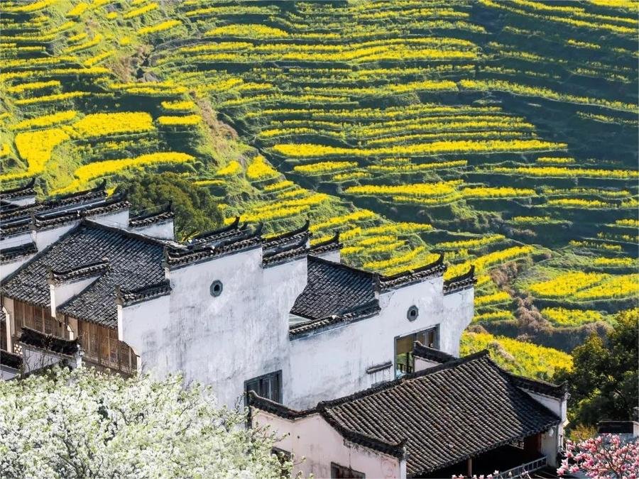 Terraced-Flower-Sea-in-huangling-village Terraced-Flower-Sea-in-huangling-village