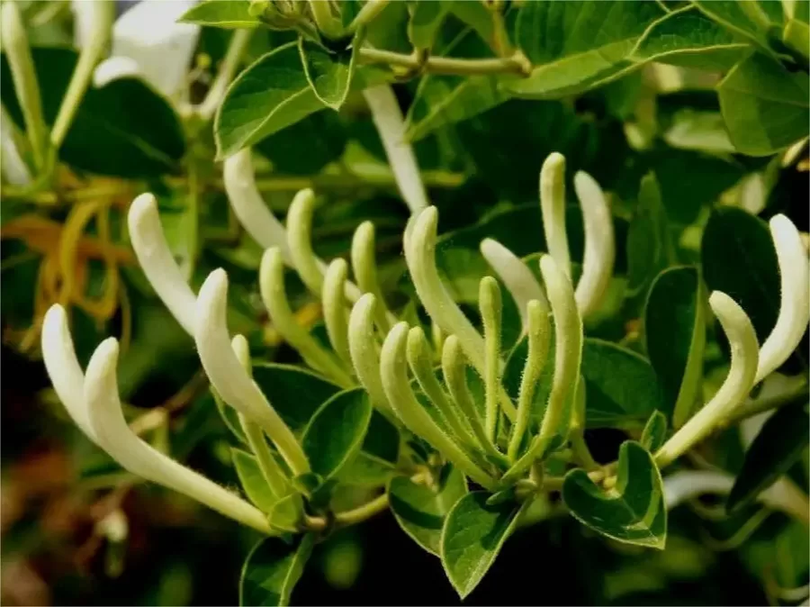 Three-Gorges-Plant-Zone-in-wuhan-botanical-garden-jpg Three-Gorges-Plant-Zone-in-wuhan-botanical-garden-jpg