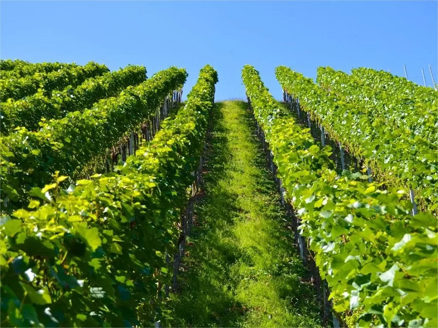 Vast-Vineyards-in-meixin-red-wine-town-jpg Vast-Vineyards-in-meixin-red-wine-town-jpg