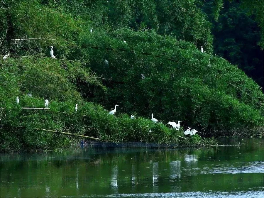 White-Egret-Forest-in-yunwu-mountain-wuhan-jpeg White-Egret-Forest-in-yunwu-mountain-wuhan-jpeg