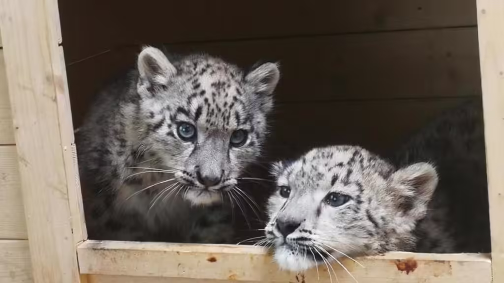 Xining-Wildlife-Park-Rare-Highland-Species-1024x576.avif_