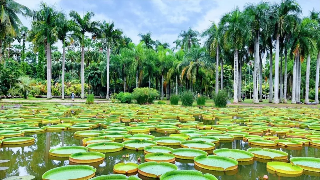 Xishuangbannan-botanical-garden-1024x575-3 Xishuangbannan-botanical-garden-1024x575-3