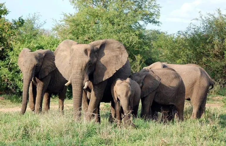 african-savannah-in-beijing-zoo african-savannah-in-beijing-zoo