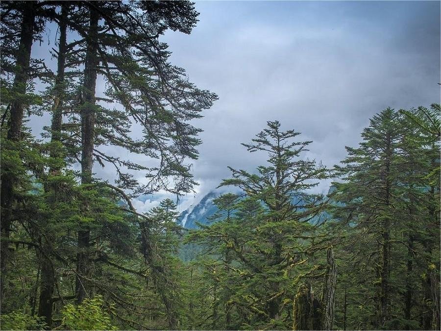 alpine-meadows-and-forests-in-hailuogou-glacier-national-park alpine-meadows-and-forests-in-hailuogou-glacier-national-park