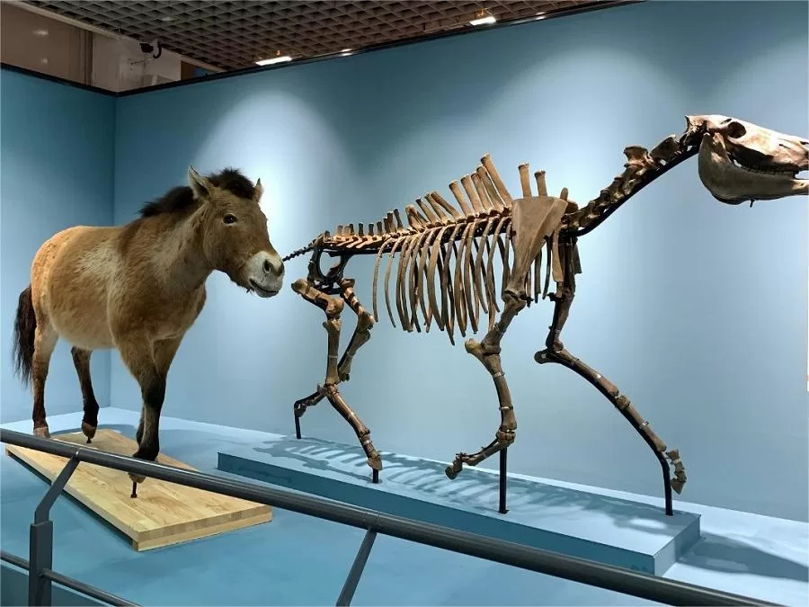 ancient-animal-hall-in-beijing-museum-of-natural-history-jpeg ancient-animal-hall-in-beijing-museum-of-natural-history-jpeg