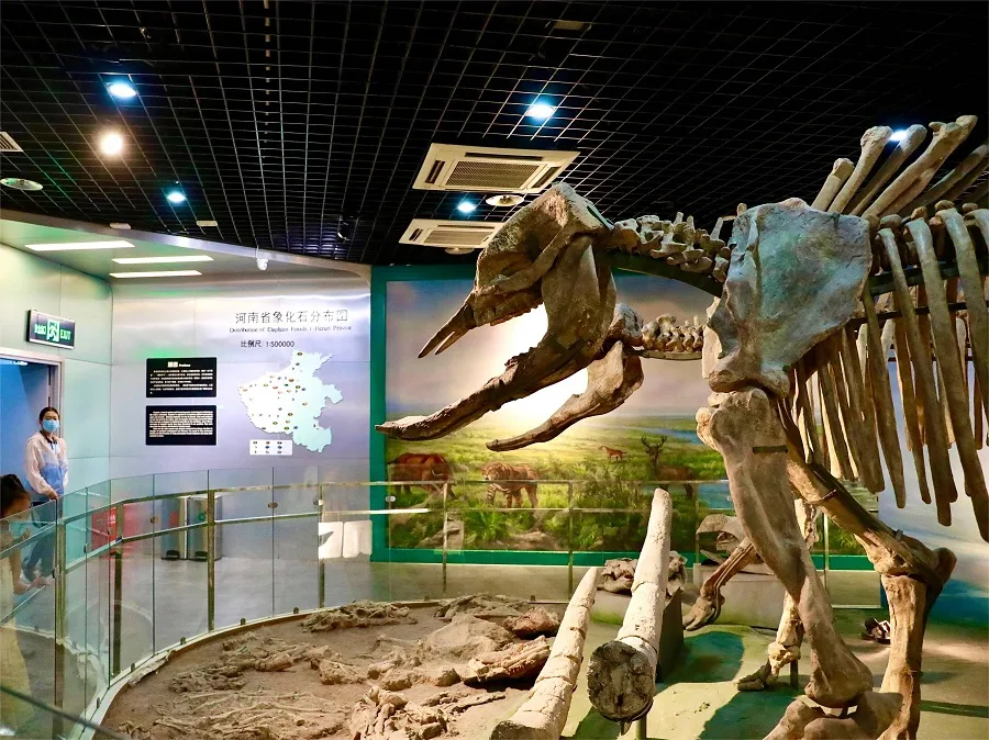 ancient-elephant-hall-in-henan-natural-history-museum-jpeg ancient-elephant-hall-in-henan-natural-history-museum-jpeg
