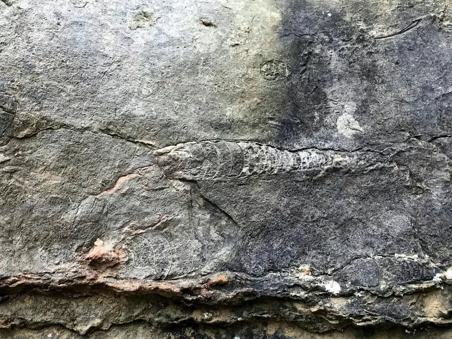 ancient-fossils-in-wansheng-stone-forest-jpg ancient-fossils-in-wansheng-stone-forest-jpg
