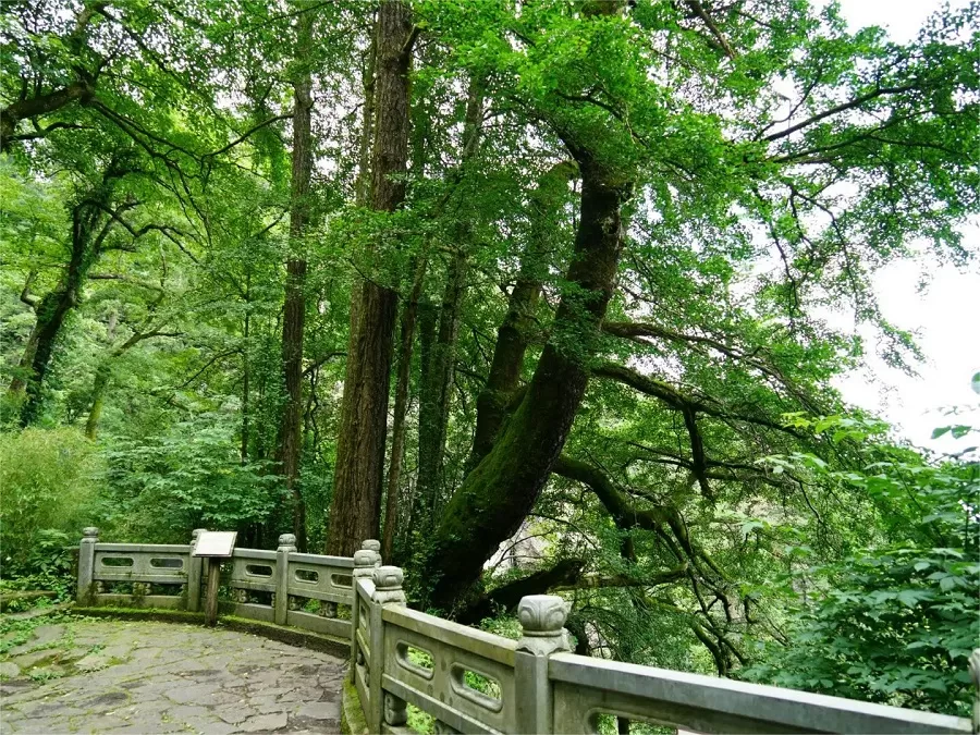 ancient-ginkgo-in-tianmu-mountain-jpg ancient-ginkgo-in-tianmu-mountain-jpg