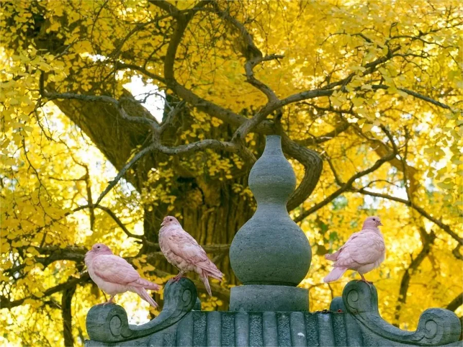 ancient-ginkgo-trees-in-fawang-temple-jpg ancient-ginkgo-trees-in-fawang-temple-jpg