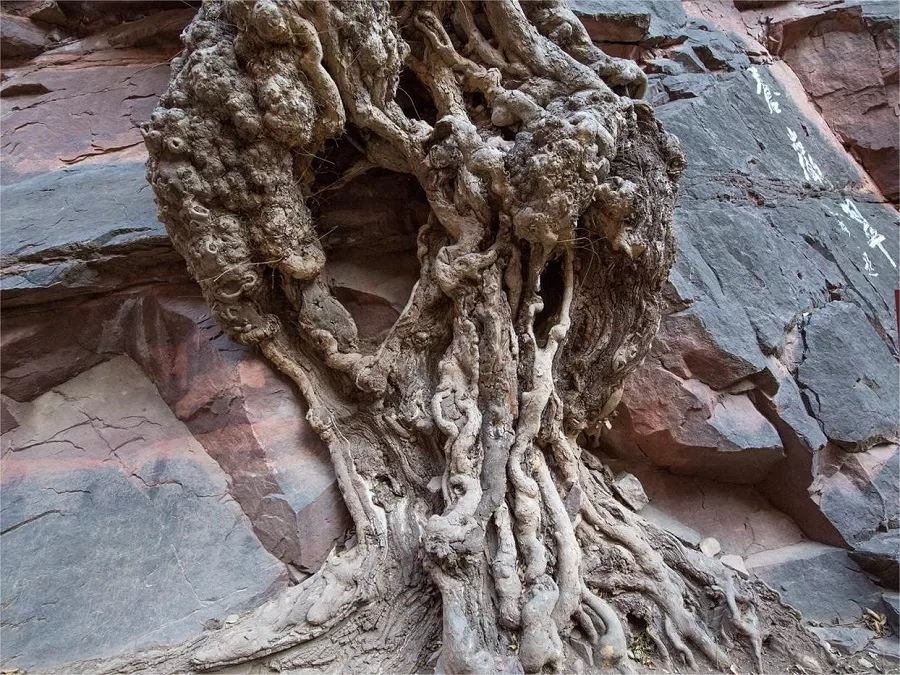 ancient-trees-in-canyan-mountain-jpg ancient-trees-in-canyan-mountain-jpg