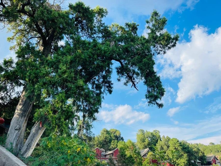 ancient-trees-in-yuquan-temple-tianshui ancient-trees-in-yuquan-temple-tianshui