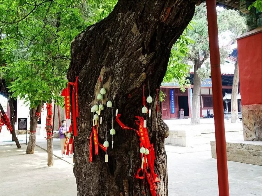 ancient-tress-in-longxing-temple-zhengding-jpg ancient-tress-in-longxing-temple-zhengding-jpg