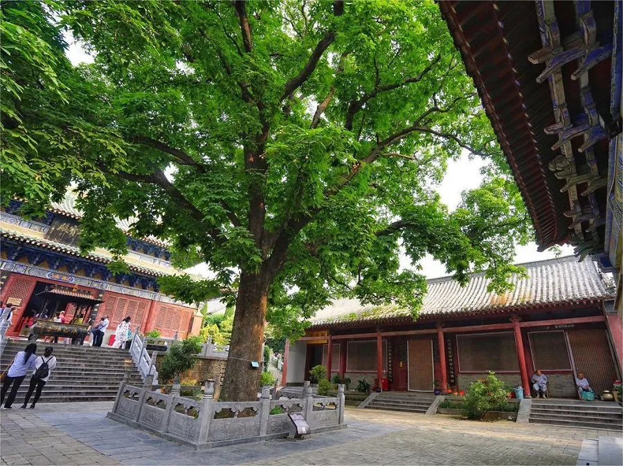 ancient-tress-in-yongtai-monastery-dengfeng-jpg ancient-tress-in-yongtai-monastery-dengfeng-jpg