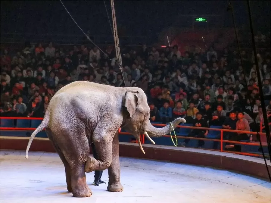 animal-Performance-in-shijiazhuang-zoo-jpg animal-Performance-in-shijiazhuang-zoo-jpg