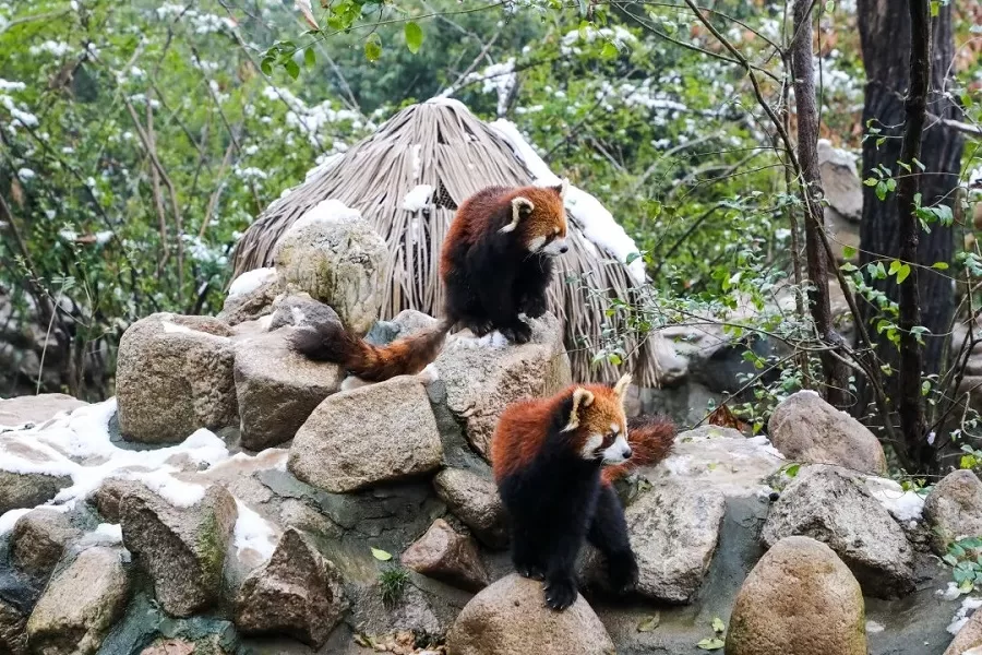 animal-exhibits-in-qinling-animal-park-jpg animal-exhibits-in-qinling-animal-park-jpg