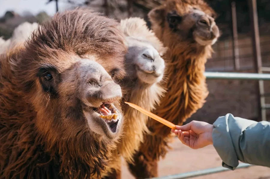 animal-feeding-in-badaling-wildlife-park-jpeg animal-feeding-in-badaling-wildlife-park-jpeg