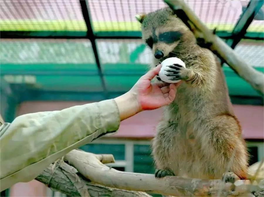 animal-interaction-in-tianjin-zoo-jpeg animal-interaction-in-tianjin-zoo-jpeg